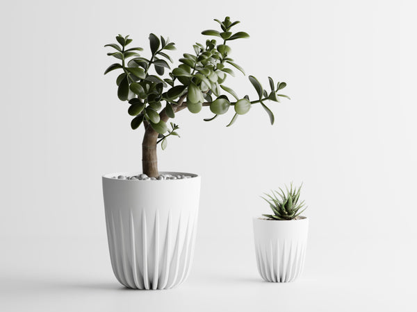 Vaso Aurea