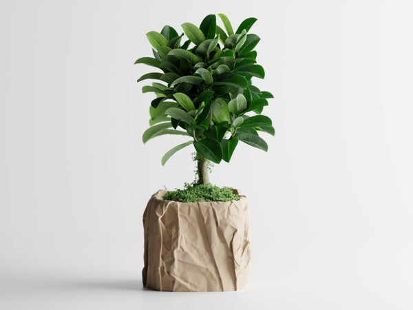 Vaso Kraft Squared